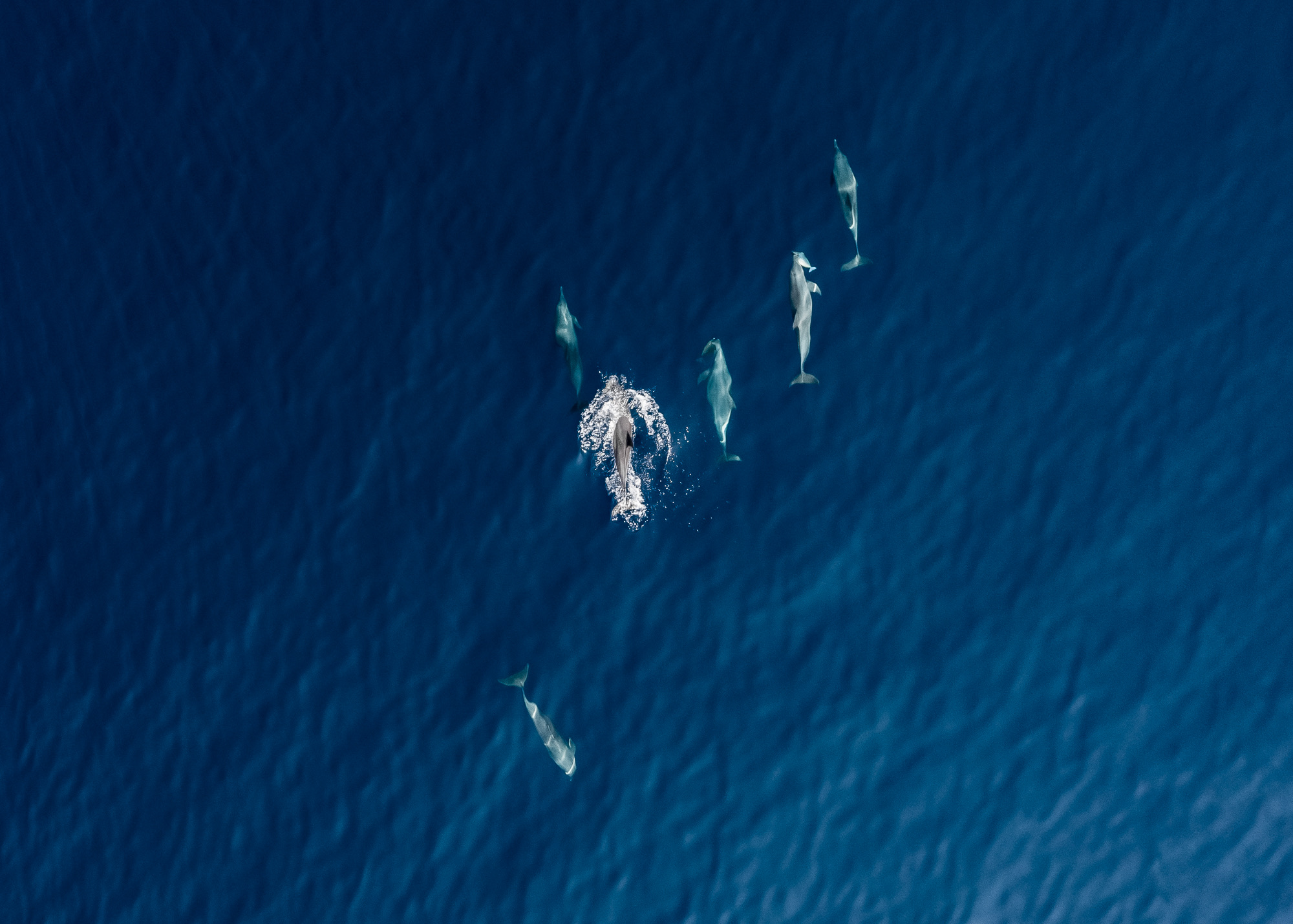 Dolphins swimming in the deep blue ocean, photographed from above